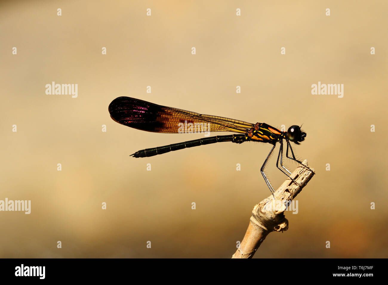 Flusso Damselfly Rubino Foto Stock