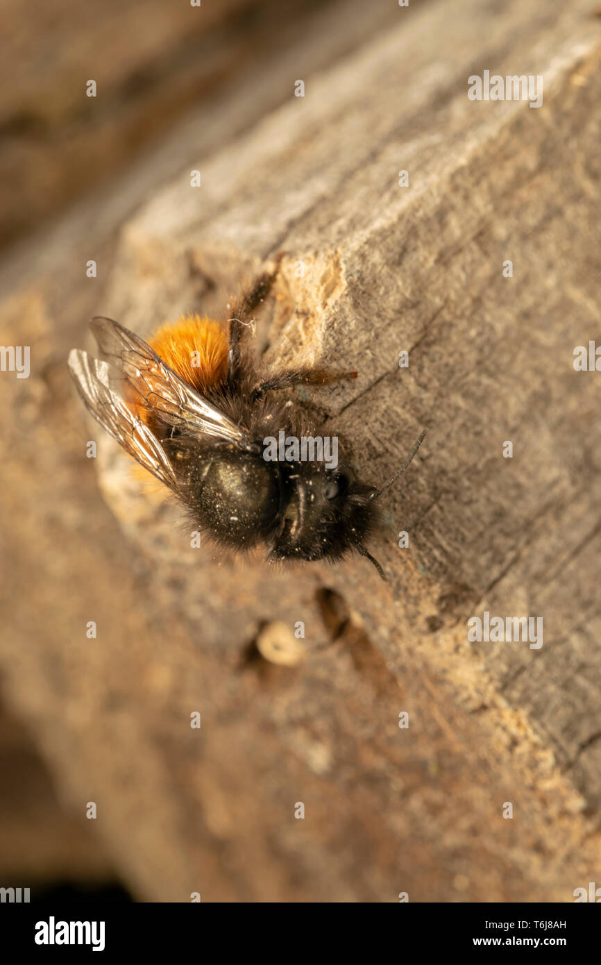 Unione orchard bee (lat. La Osmia cornuta) femmina Foto Stock