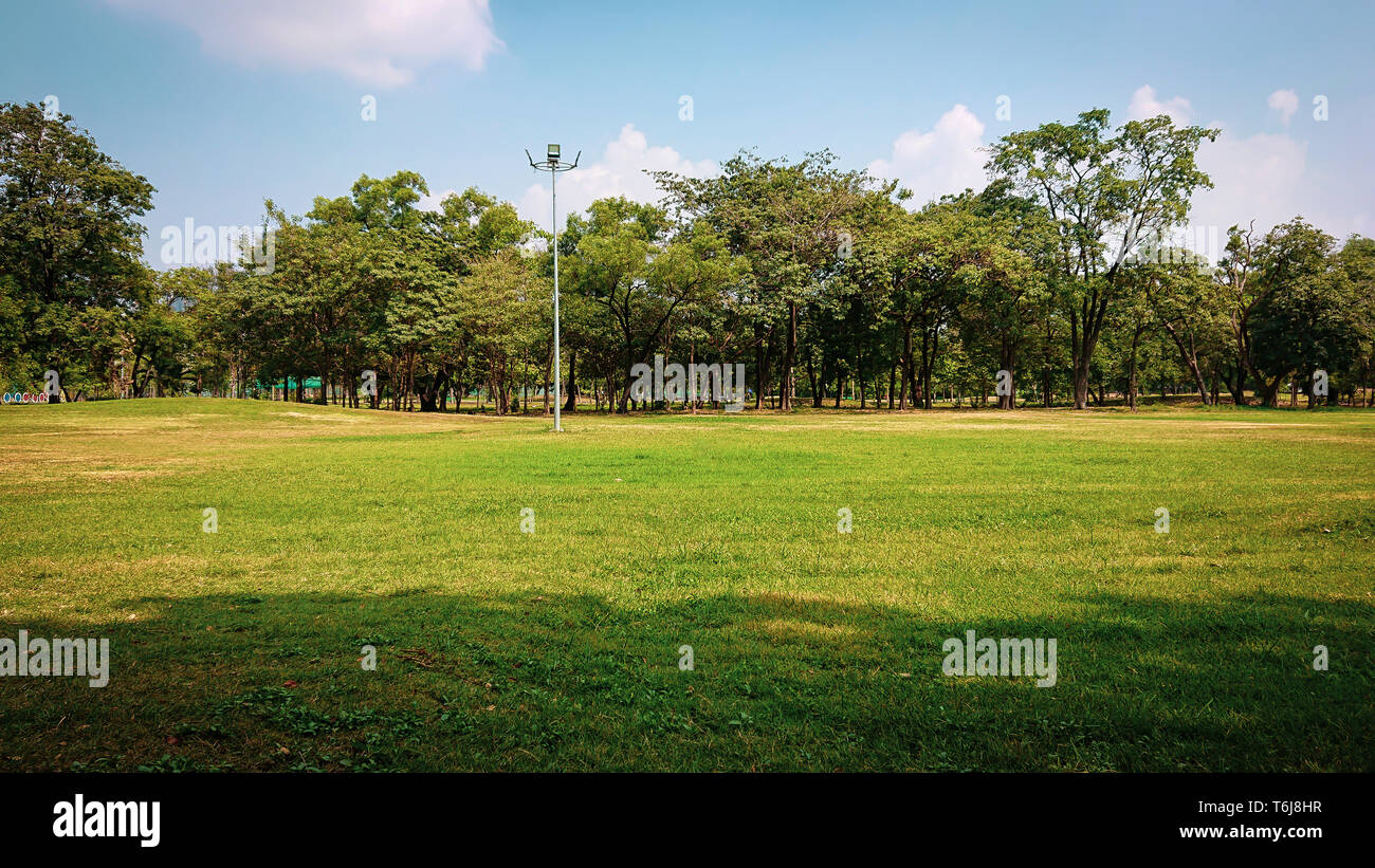 Parco pubblico con erba verde , alberi tropicali e sky background.alberi in un campo.La molla con impianto Foto Stock