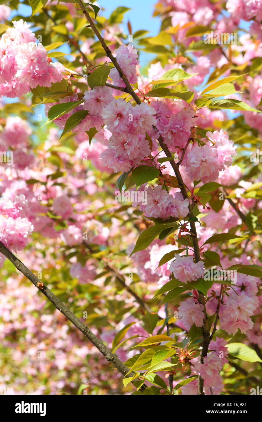 Luisean tre-bladed (latino. Louiseania triloba), o tre-bladed almond (latino. Amygdalus triloba) Foto Stock