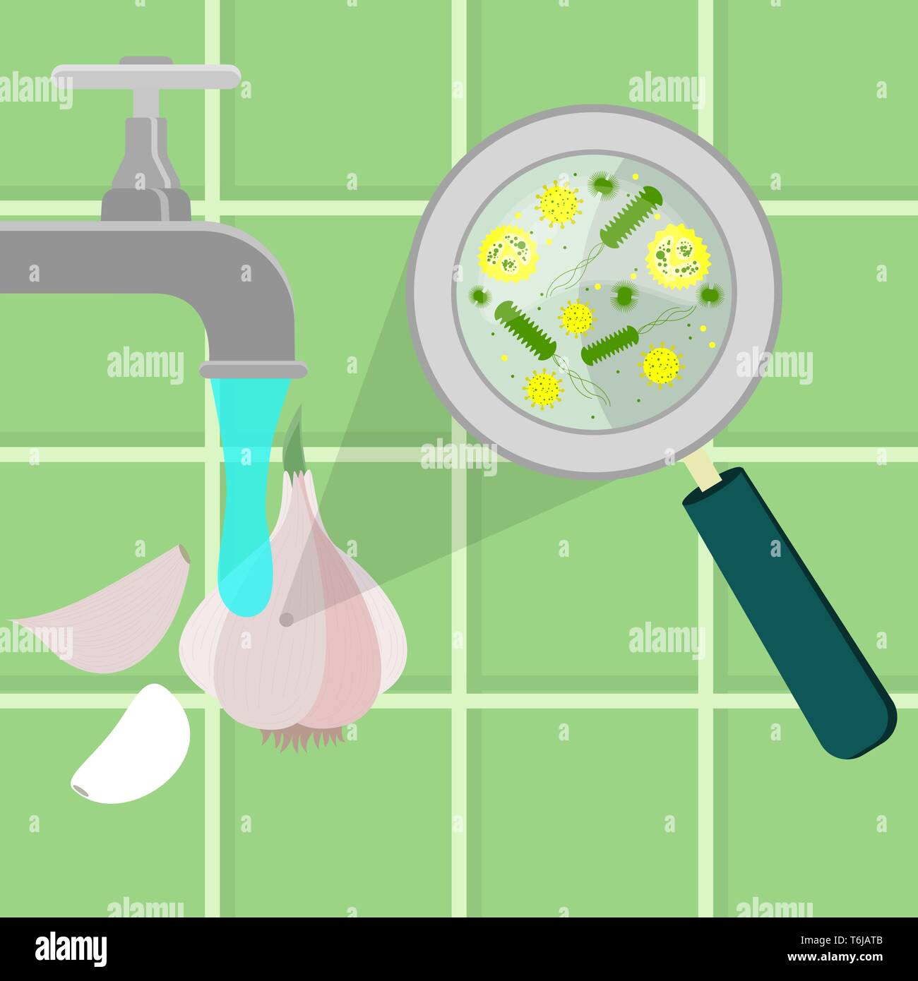 Contaminati bulbo aglio e uno spicchio di aglio in corso di pulizia pulito e lavato in una cucina. Microrganismi, virus e batteri ingrandita di un magnifyin Illustrazione Vettoriale