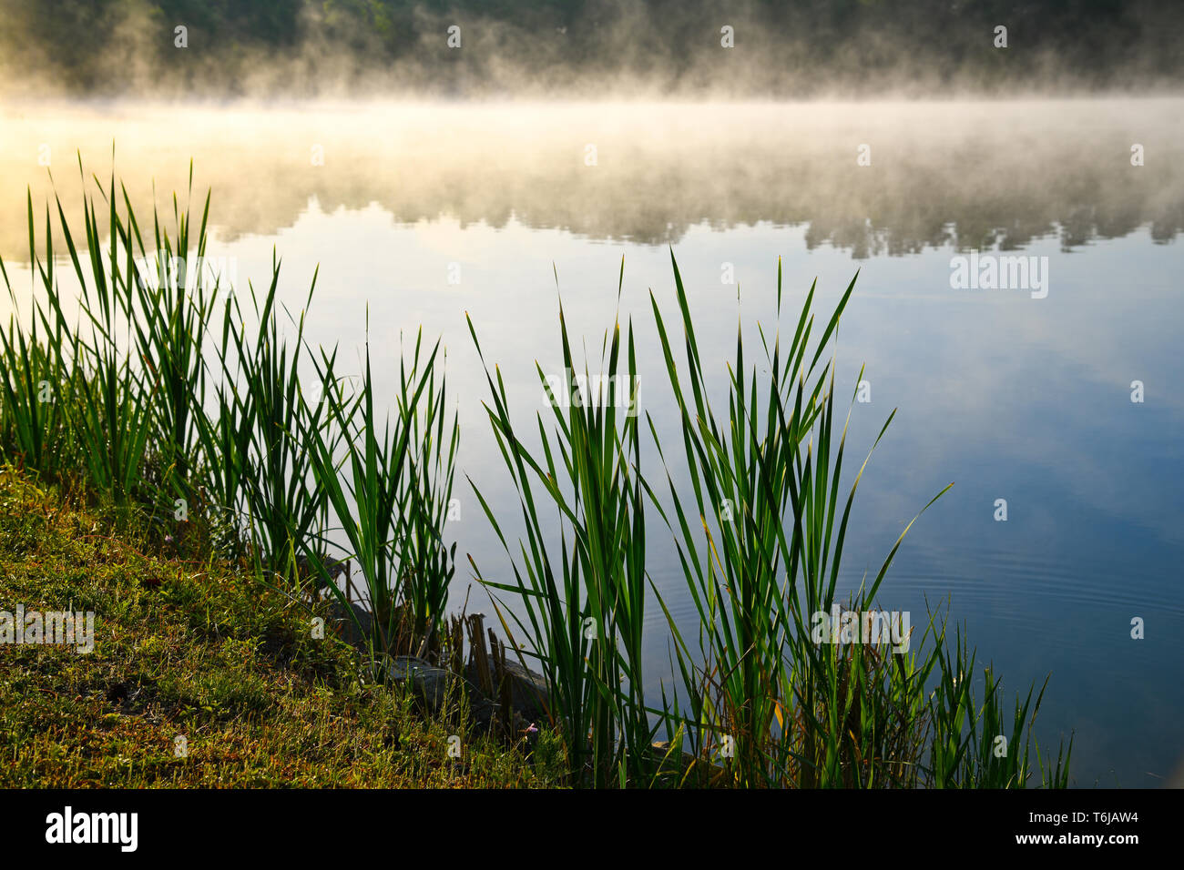 Nebbia mattutina sul lago con alberi riflessi nell'acqua Foto Stock