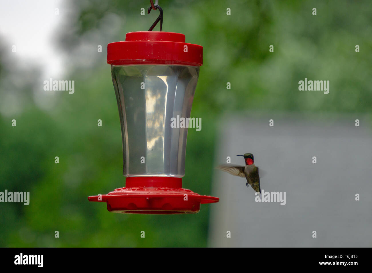 Maschio di ruby-throated hummingbird ispeziona l'alimentatore per il gustoso nettare. Foto Stock