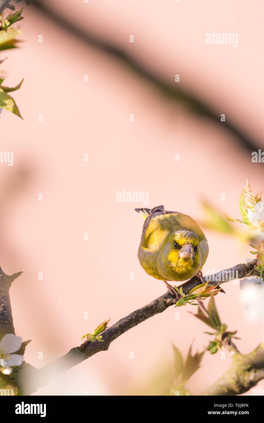 Foto verticale di singoli bella verdone. Uccello è appollaiato sul ramo di ciliegio con molti primavera fiorisce. Bird ha piume colorate con un luminoso giallo Foto Stock