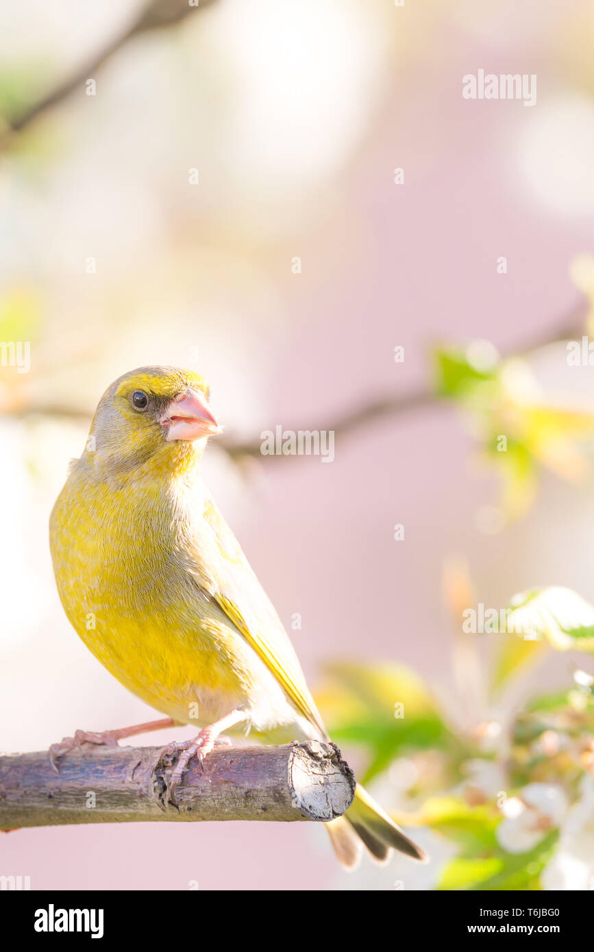 Foto verticale di singoli bella verdone. Uccello è appollaiato sul ramo di ciliegio con molti primavera fiorisce. Bird ha piume colorate con un luminoso giallo Foto Stock