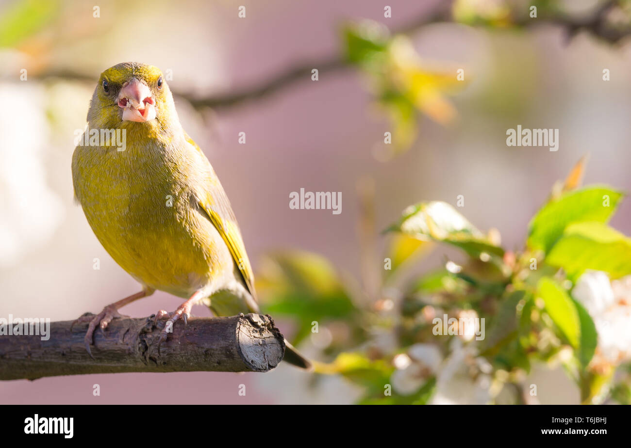 La foto in orizzontale dei singoli bella verdone. Uccello è appollaiato sul ramo di ciliegio con molti primavera fiorisce. Bird ha piume colorate con un luminoso y Foto Stock