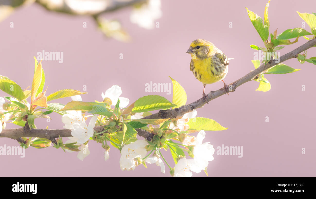 La foto in orizzontale dei singoli bella bunting. Uccello è appollaiato sul ramo di ciliegio con molti primavera fiorisce. Bird ha piume colorate con luminosi yell Foto Stock