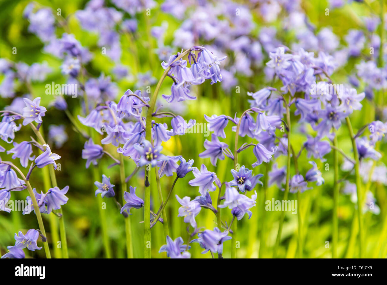 Hyacinthoides ( Bluebells ), fioritura nel parco dell'Ulster American Folk Park, Omagh, County Tyrone, Irlanda del Nord. Foto Stock