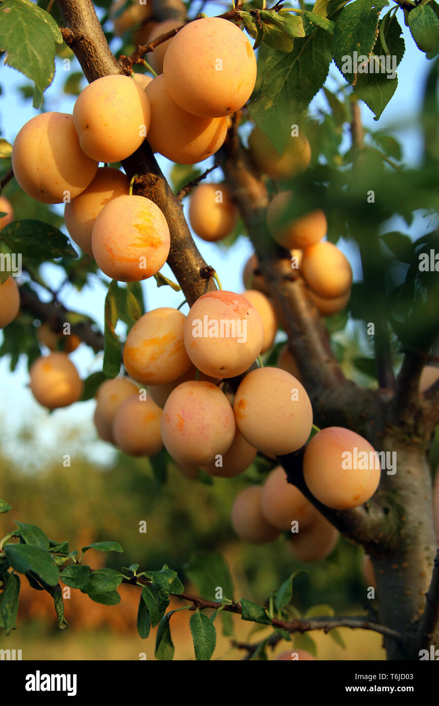 Appena raccolto mirabelles Foto Stock