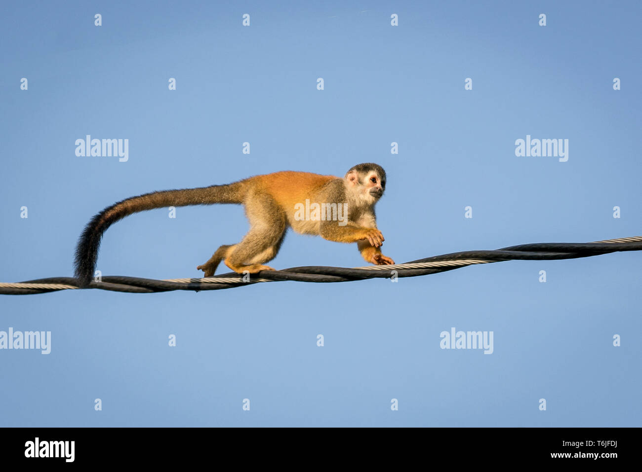 Scimmia di scoiattolo attraversando la strada su un filo in Manuel Antonio, Costa Rica Foto Stock