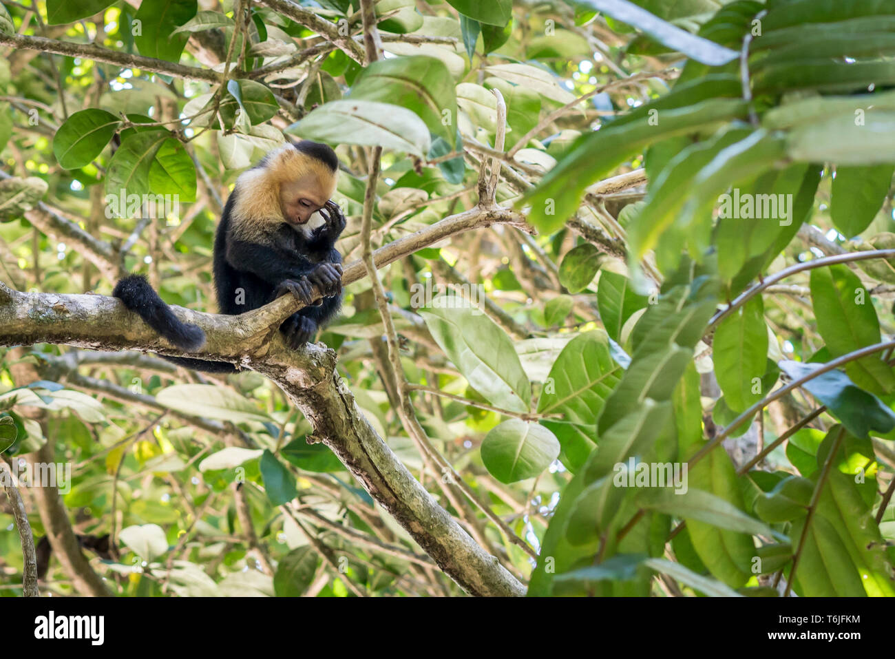 Di fronte bianco-scimmia in una struttura ad albero cercando riflessivo, Parco Nazionale di Manuel Antonio, Costa Rica Foto Stock