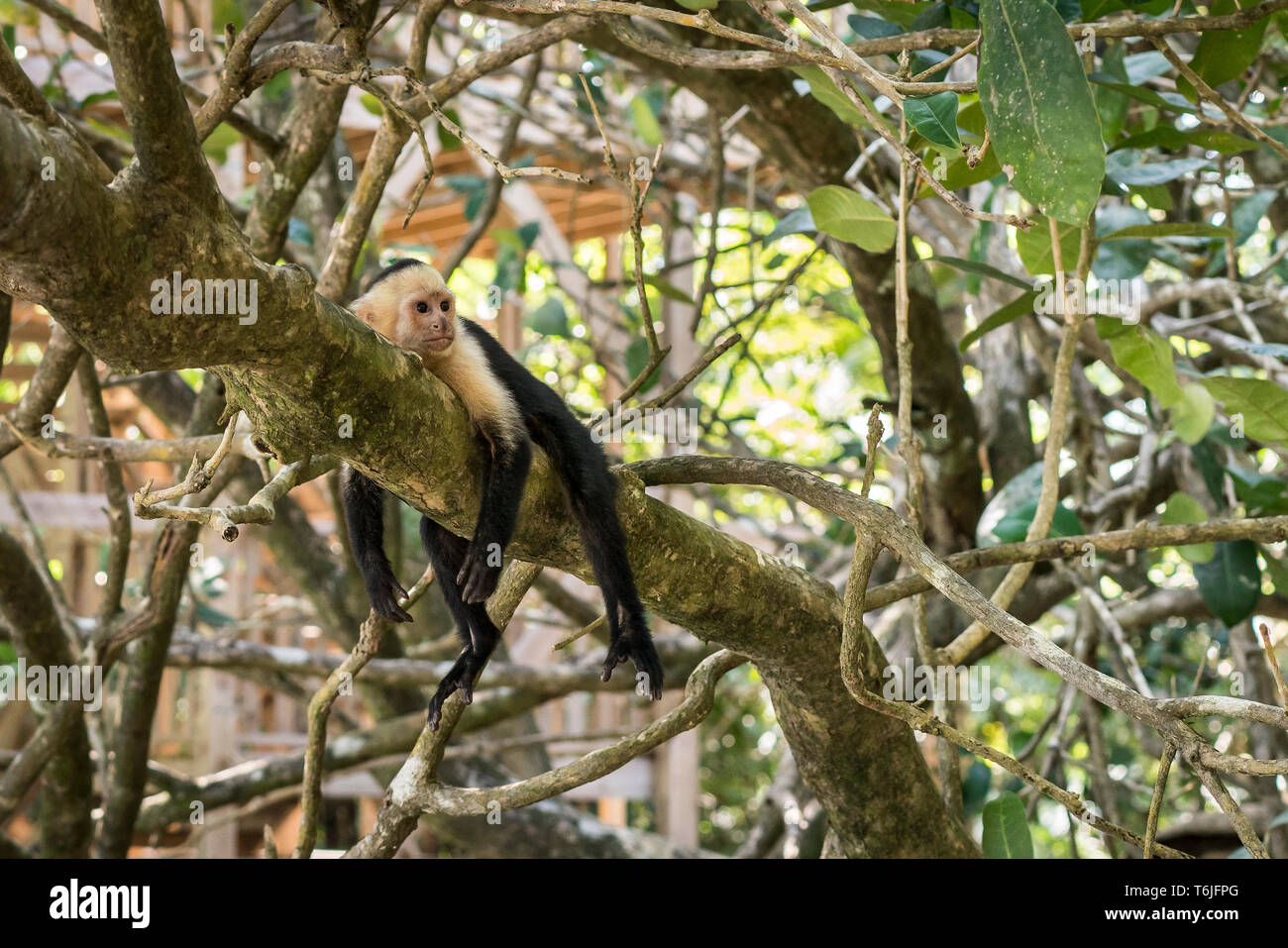 Di fronte bianco-monkey appeso a un albero, in Manuel Antonio National Park, Costa Rica Foto Stock