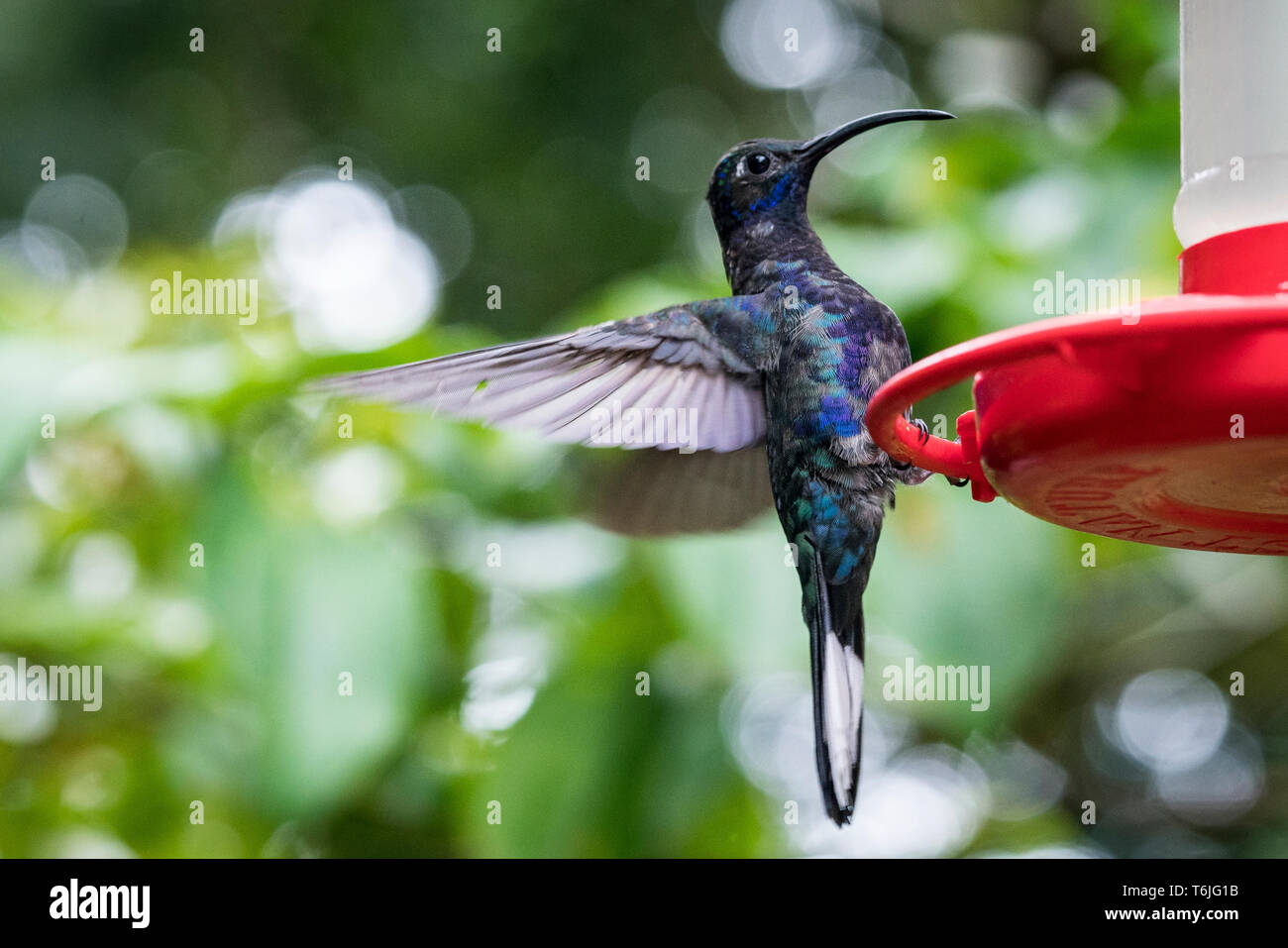 Violet Sabrewing Hummingbird in corrispondenza di un alimentatore a Monte Verde National Park, Costa Rica Foto Stock