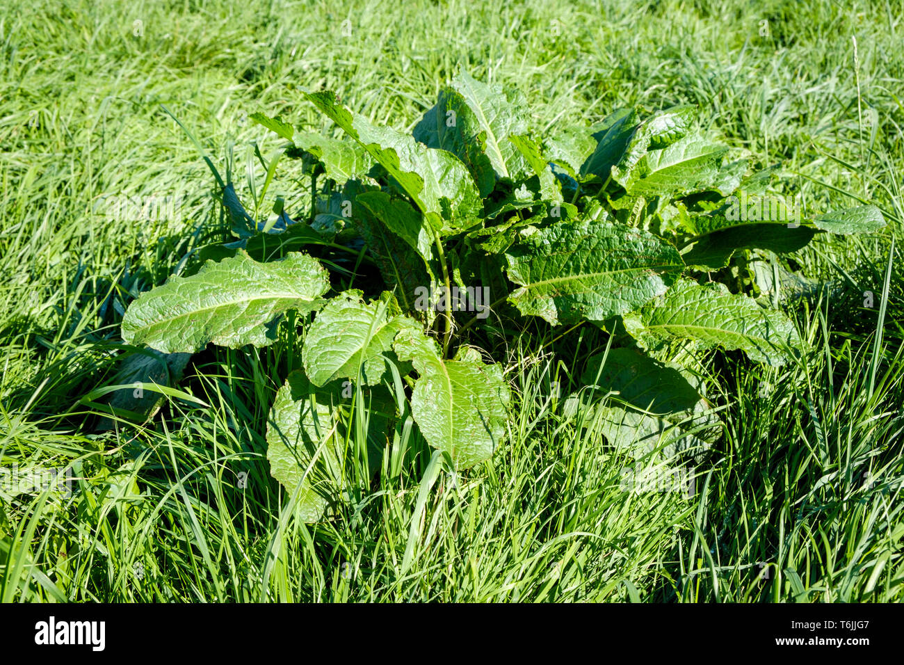 Ampia lasciava dock (Rumex obtusifolius), noto anche come bitter dock, burro e dock dock bluntleaf, England, Regno Unito Foto Stock