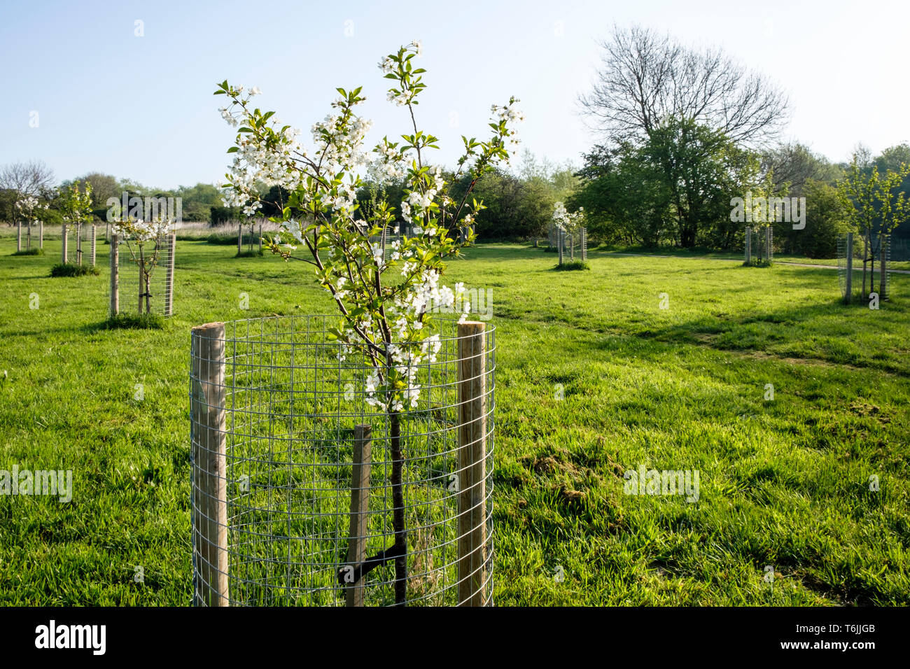 Un nuovo impianto di giovani ciliegio in un campo lungo con vari altri alberelli. Ciascuno degli alberi è una struttura di protezione. Nottinghamshire, England, Regno Unito Foto Stock