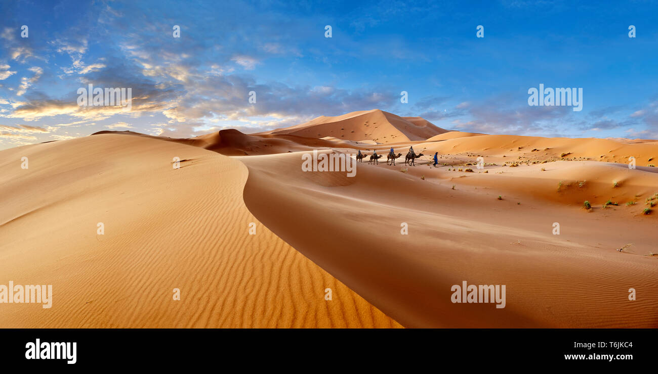 Giri in cammello sul Sahara dune di sabbia di Erg Chebbi Marocco Foto Stock