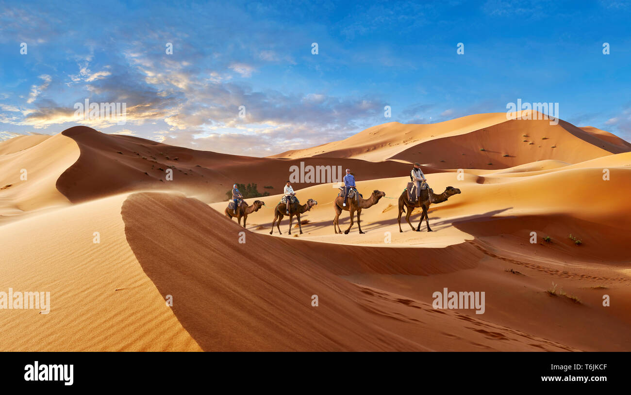 Gite cammelli fra il Sahara dune di sabbia di Erg Chebbi Marocco Foto Stock