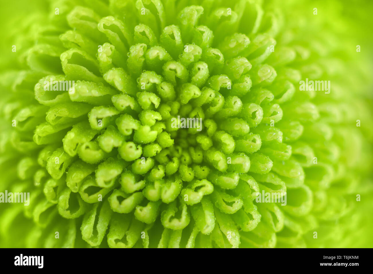 Crisantemo verde vicino. Fresca immagine colorata per il tuo design. Immagine Macro con piccole profondità di campo. Foto Stock