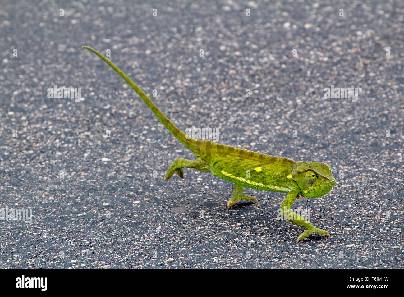 Chameleon su una strada nel Parco Nazionale di Kruger, Sud Africa Foto Stock