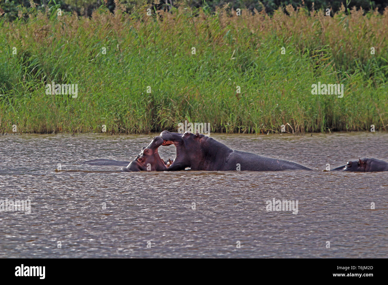 Due hippos combattimenti nell'acqua, parco nazionale isimangaliso, sud africa Foto Stock