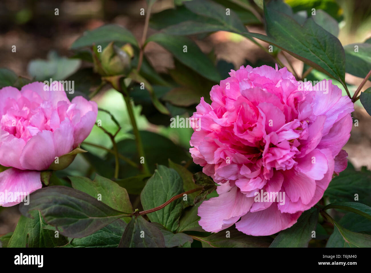 Paeonia suffruticosa, Yin Hong Qiao Dui, albero peonia Yin Hong Qiao Dui, Paeoniaceae. Fiore rosa Foto Stock