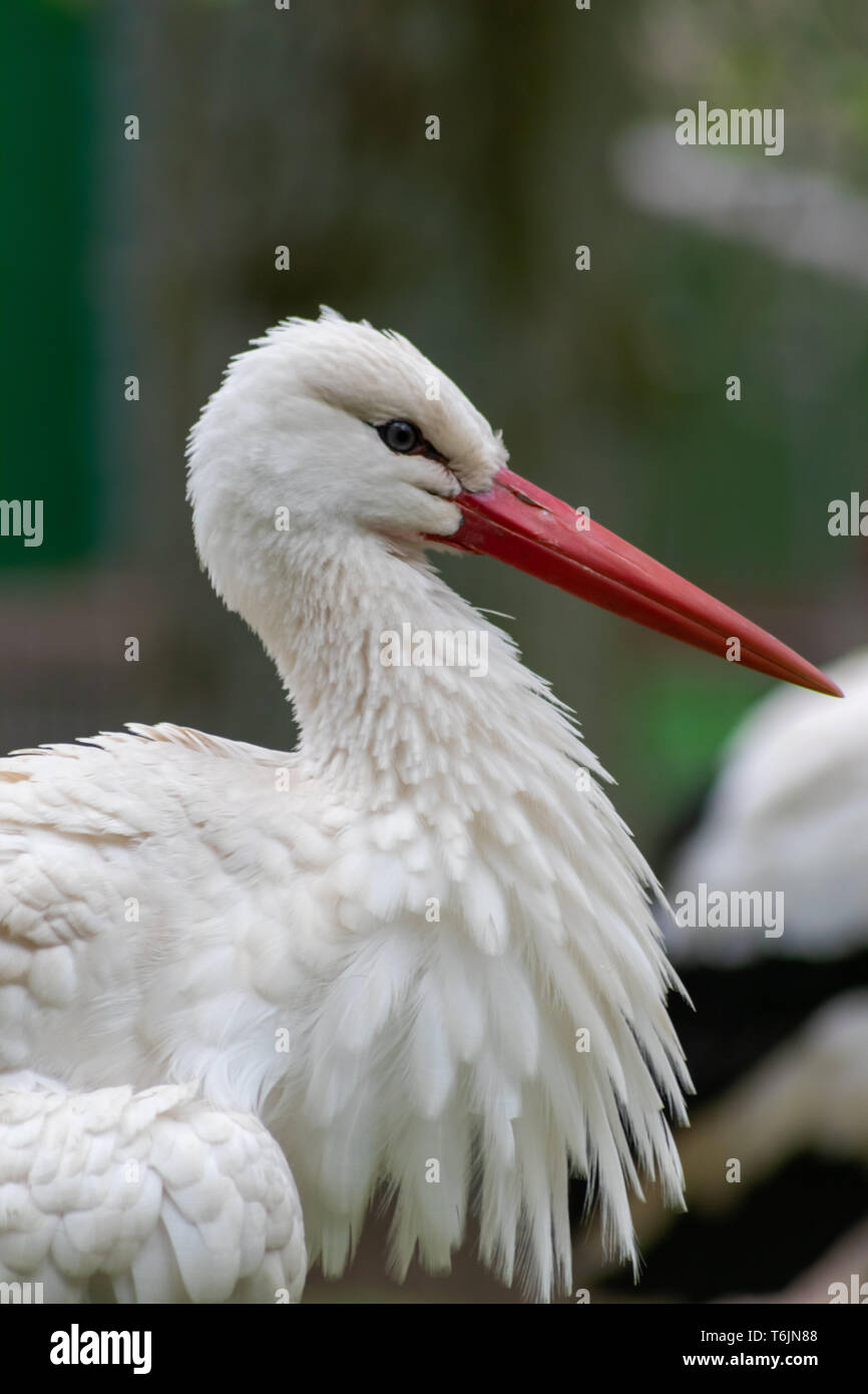 Ritratto di una cicogna bianca con un grosso beccuccio rosso museruola che pulisce le sue piume bianche e piumaggio per un lungo volo in africa per la sopravvivenza dell'inverno Foto Stock