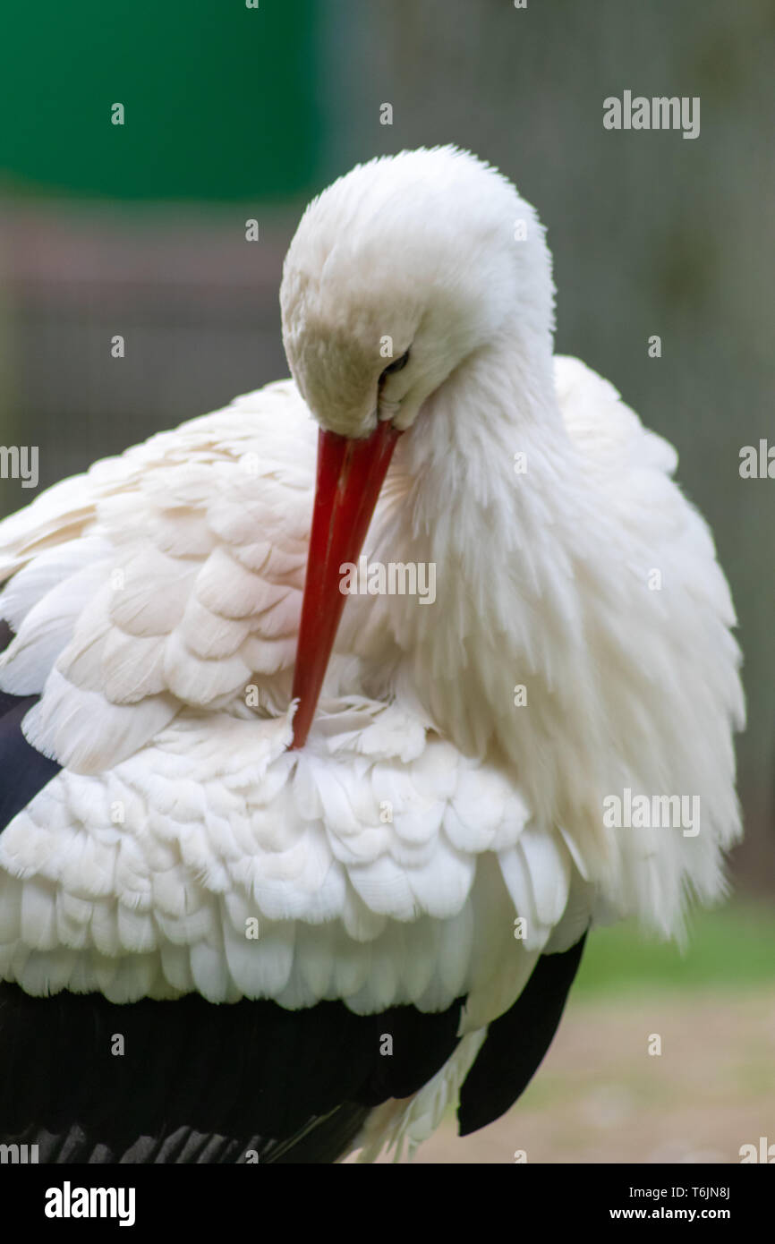 Ritratto di una cicogna bianca con un grosso beccuccio rosso museruola che pulisce le sue piume bianche e piumaggio per un lungo volo in africa per la sopravvivenza dell'inverno Foto Stock