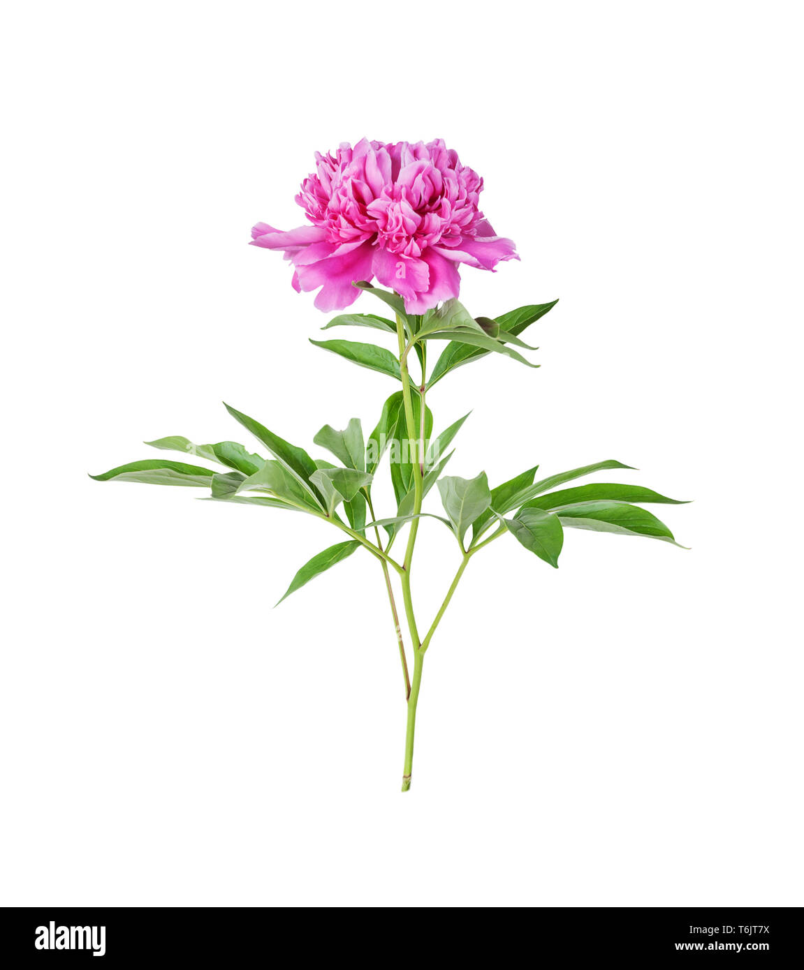 Peonia, Paeonia officinalis Foto Stock