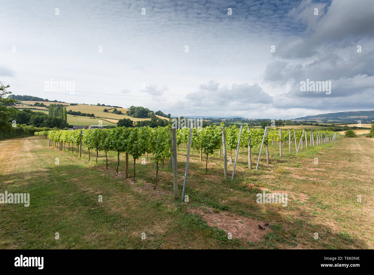 Il castello bianco Vigna Llanvetherine Abergavenny, Monmouthshire, Galles. Il proprietario del vigneto Robb Merchant è presidente della vigna gallese associazione. Foto Stock