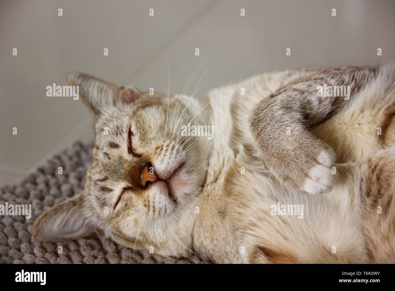 Bruno gatto felice dormire su marrone capet Foto Stock