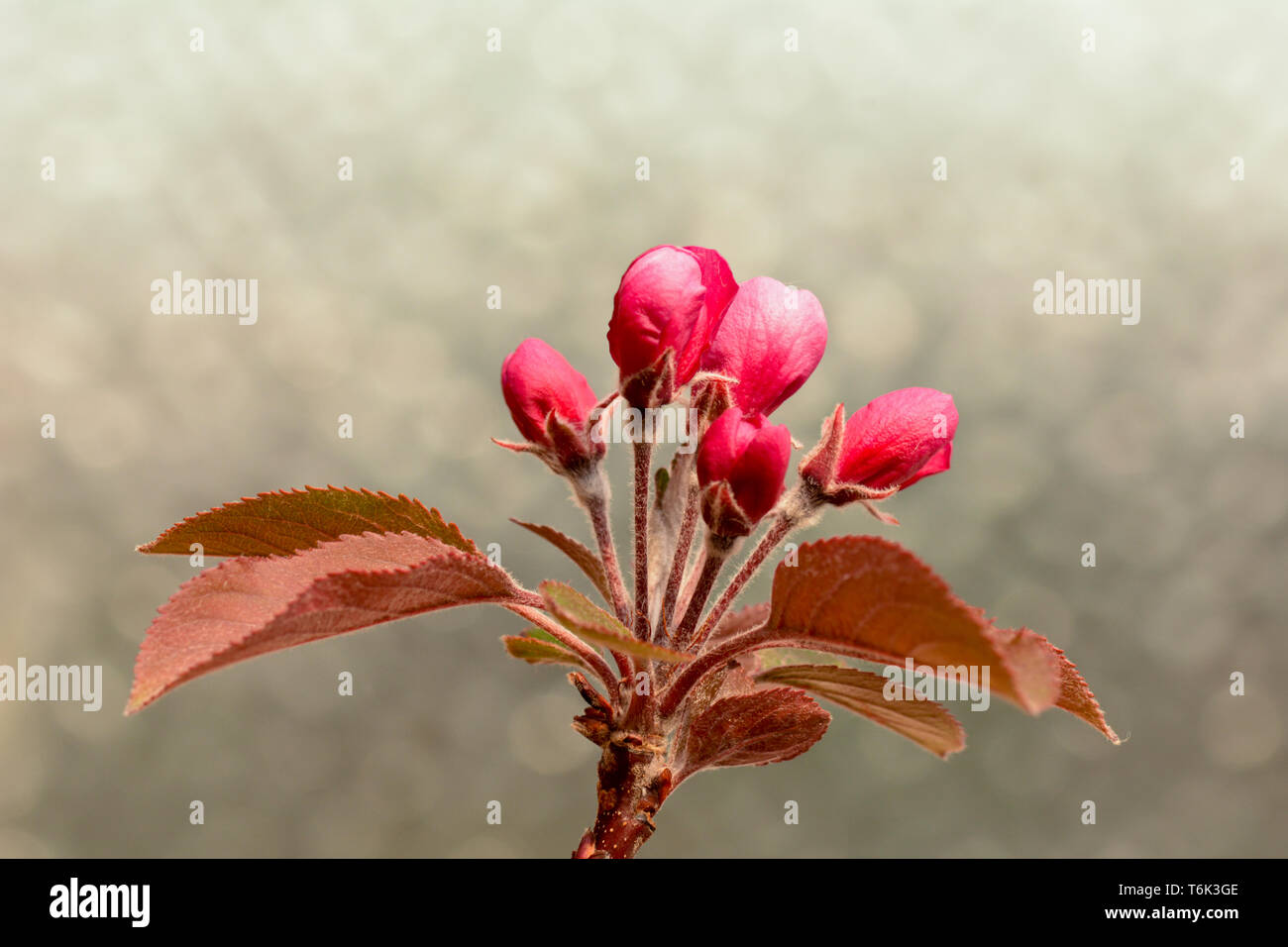 Malus Laura - Crab Apple Blossom fiori Foto Stock