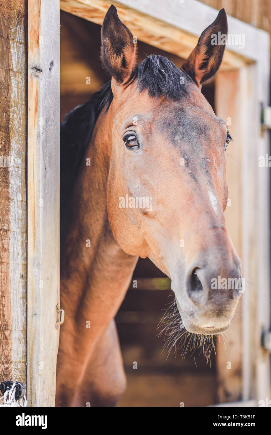 Cavallo marrone guardando fuori del suo stabile Foto Stock