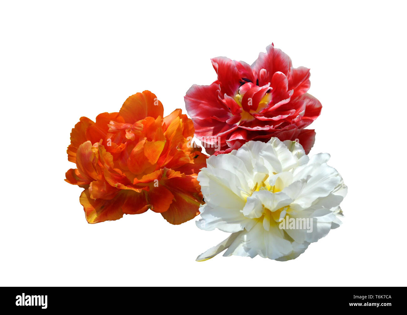 Bianco, arancione e rosso peonia fioritura tulipani isolati su sfondo bianco Foto Stock