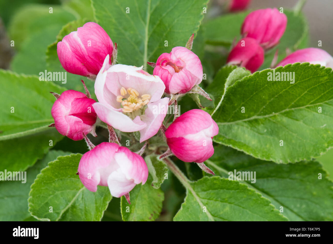 Re fiore o fiore apicale su James Grieve apple blossom tree Foto Stock