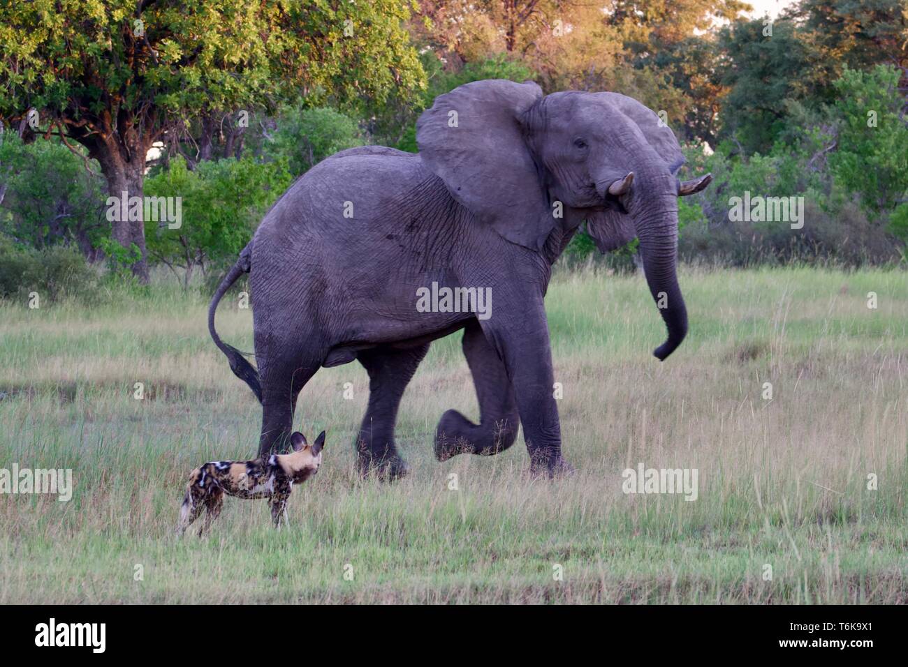 Elephant versus wild dog con la Moremi Game Reserve Foto Stock