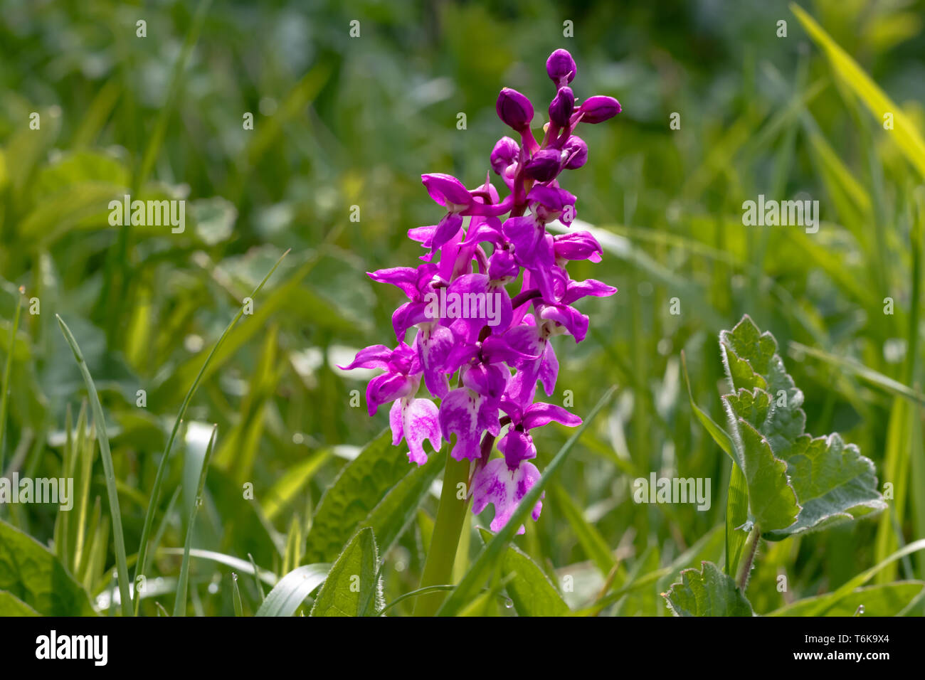 Fioritura precoce orchidea viola trovati su Lincolnshire Road orlo Foto Stock