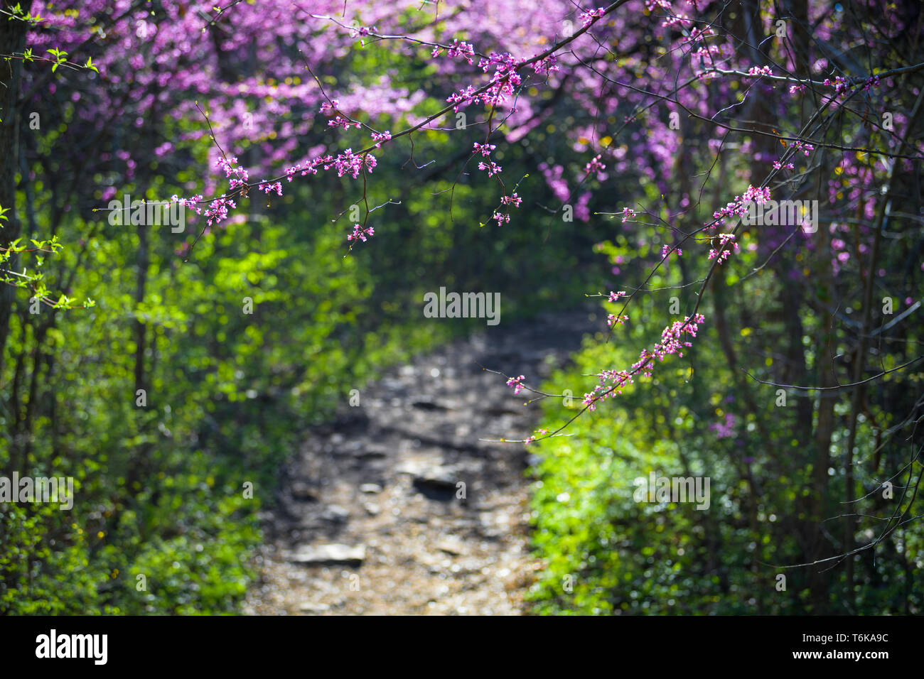 Catturate la luce soffusa di questi red bud alberi mentre escursioni a piedi lungo un sentiero di bosco. Foto Stock
