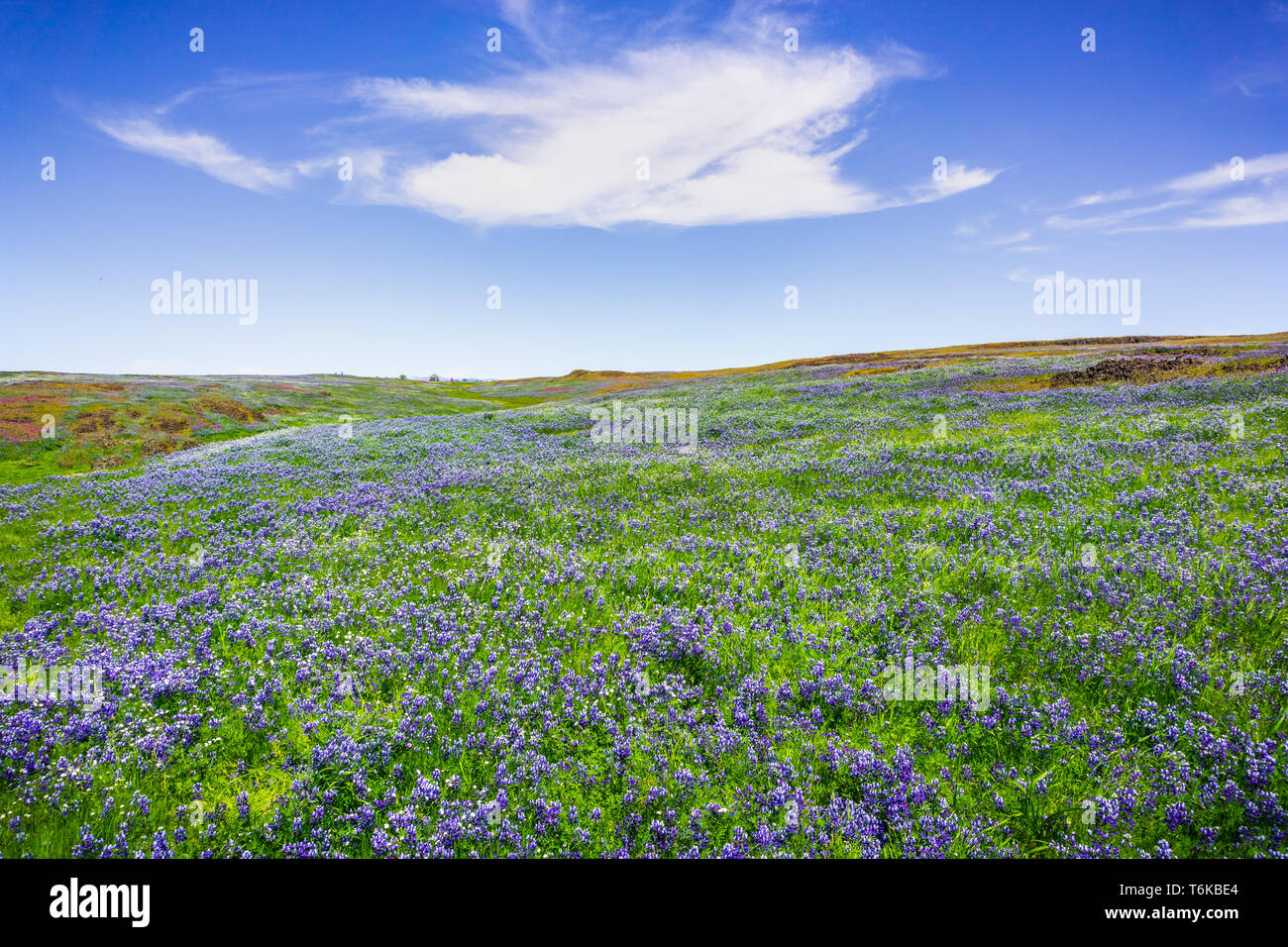 Prato ricoperto in Sky (Lupino Lupinus nanus) fiori selvatici, Nord Tabella Riserva Ecologica, Oroville, California Foto Stock