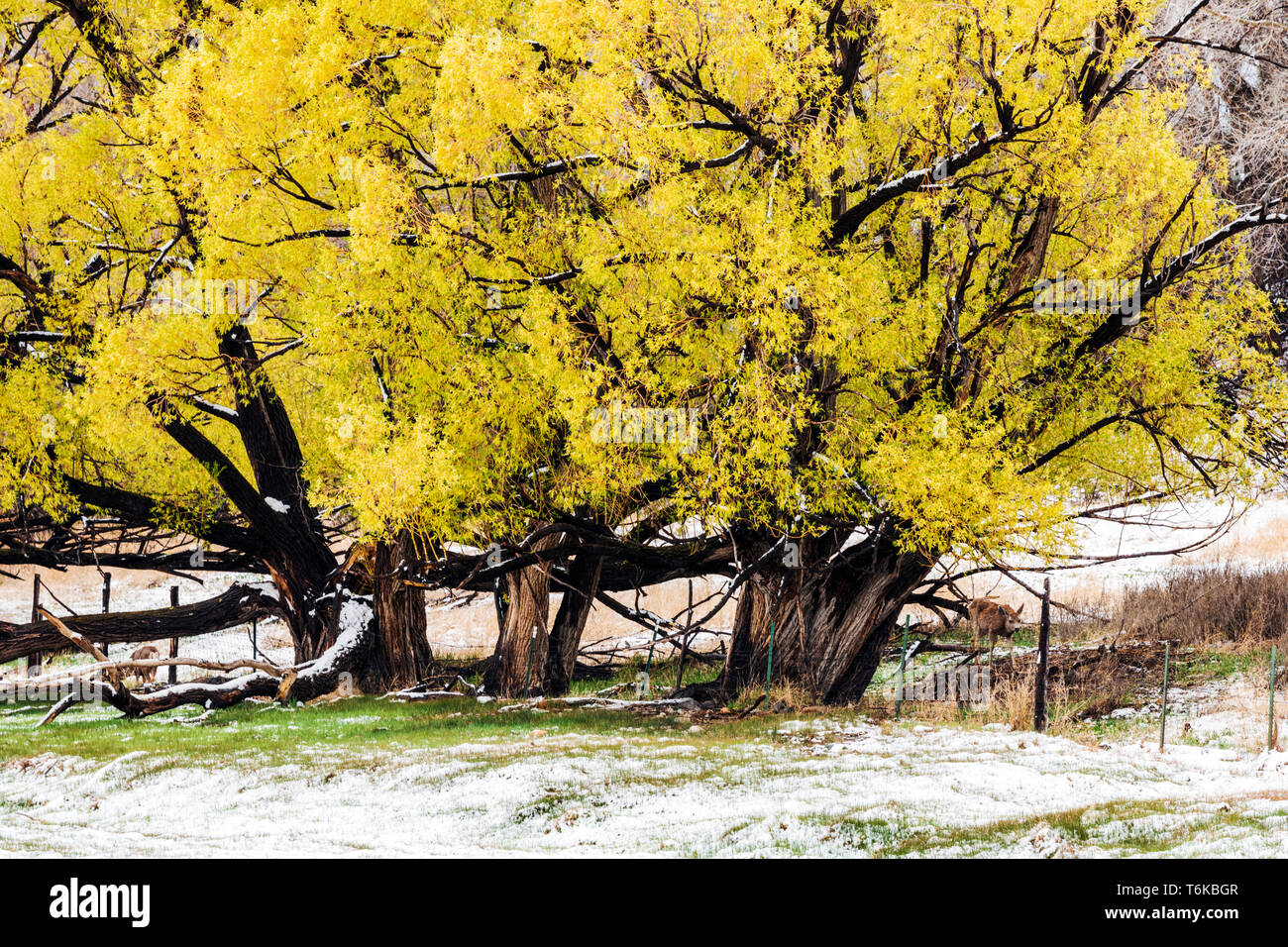 Mule Deer; Golden Willow alberi con foglie di primavera in fresco di aprile tempesta di neve: Vandaveer Ranch; Salida; Colorado; USA Foto Stock