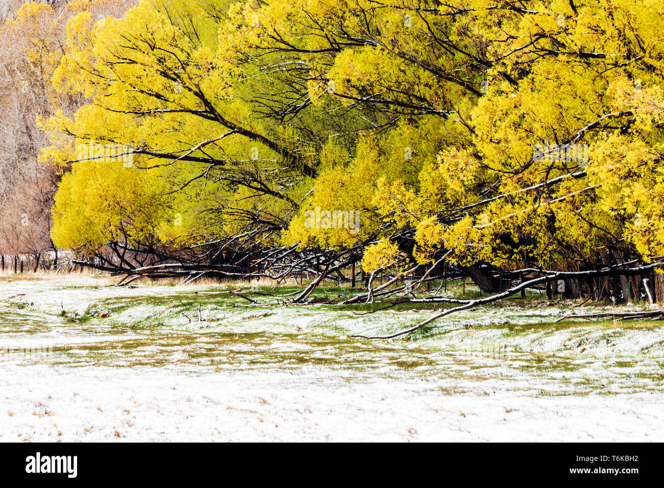 Golden WIllow alberi con foglie di primavera in fresco di aprile tempesta di neve: Vandaveer Ranch; Salida; Colorado; USA Foto Stock