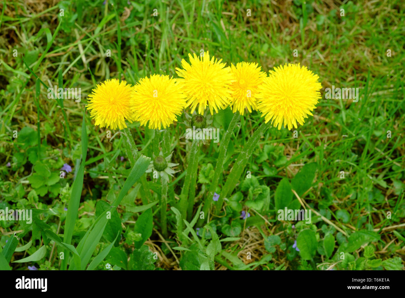 Di colore giallo brillante di tarassaco Taraxacum officinale che cresce in un giardino rurale Zala county Ungheria Foto Stock