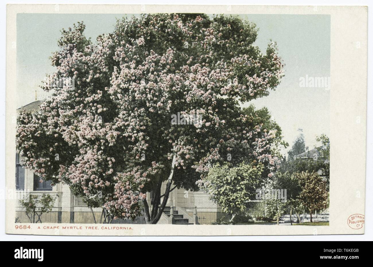 Detroit Publishing Company vintage cartolina delle uve di mirto albero in California, 1914. Dalla Biblioteca Pubblica di New York. () Foto Stock