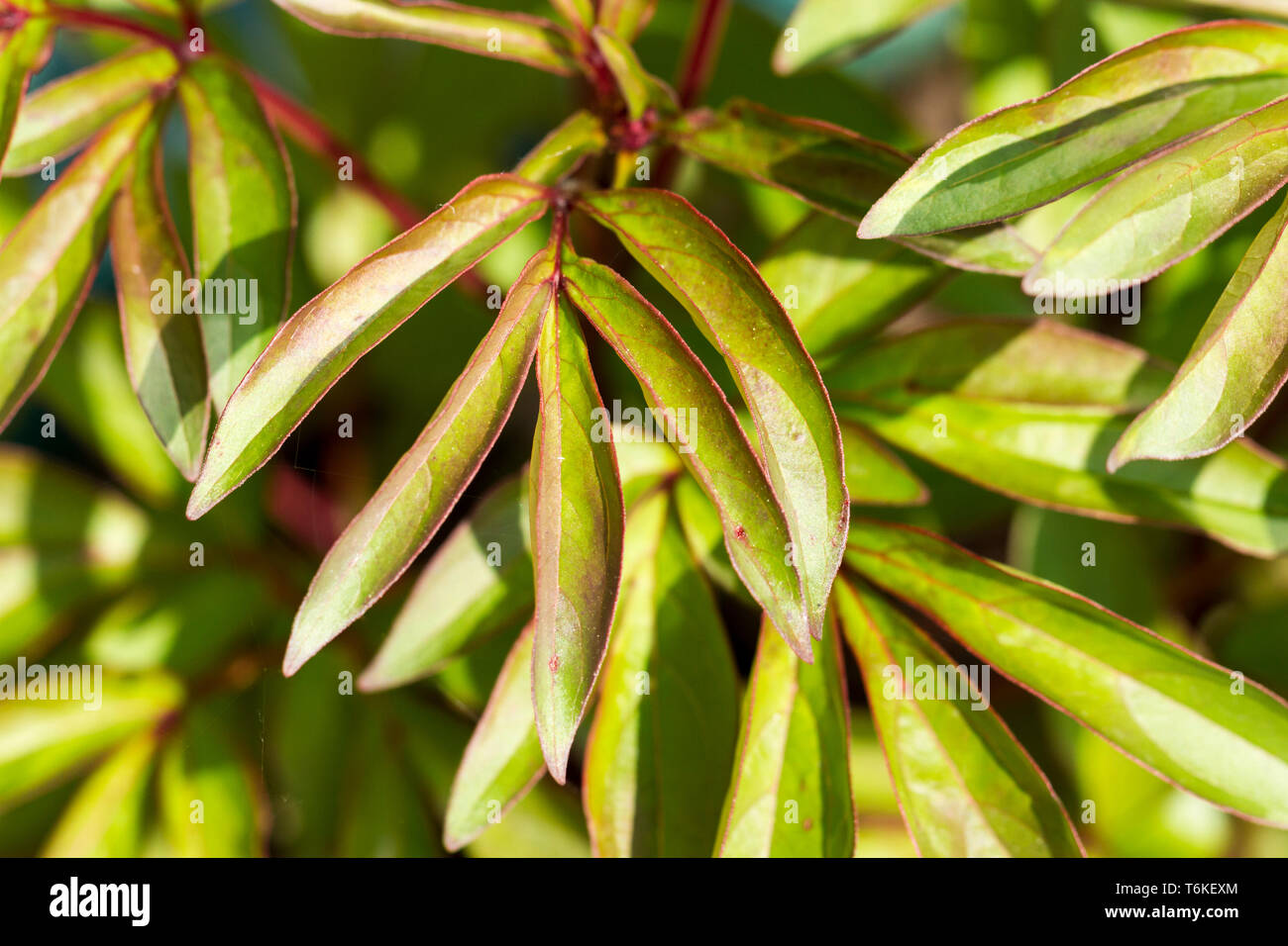 Paeonia lactiflora, Peonia foglie di piante di primo piano in primavera, England, Regno Unito Foto Stock