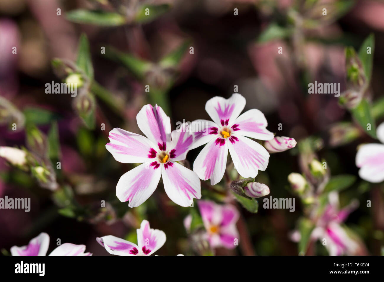 Phlox subulata "Candy stripe", striscianti phlox, fiori closeup. Primavera, England, Regno Unito Foto Stock