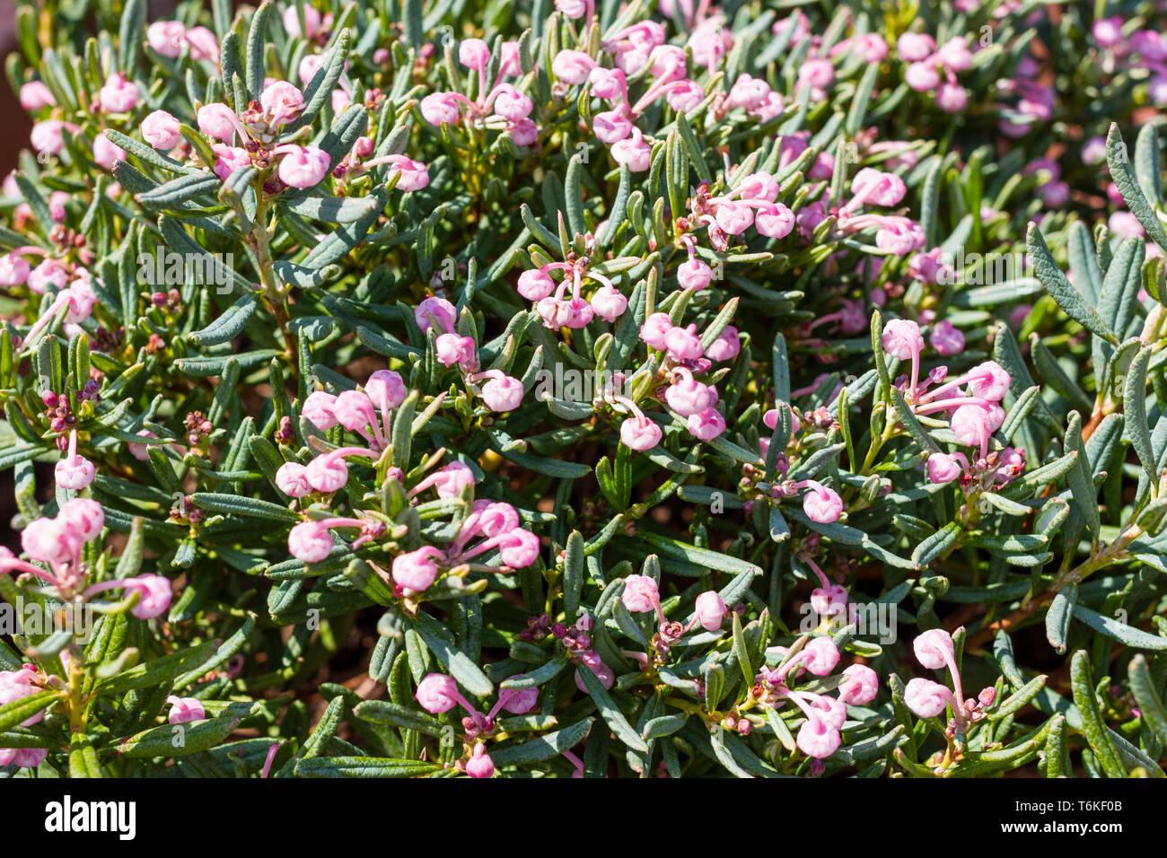Andromeda polifolia 'Blu ghiaccio' piante arbustive a fioritura primaverile. Inghilterra, Regno Unito Foto Stock