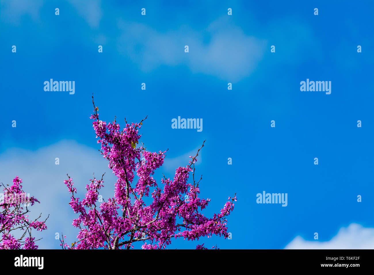Blooming redbud struttura sotto il blu e il cielo nuvoloso della molla Foto Stock