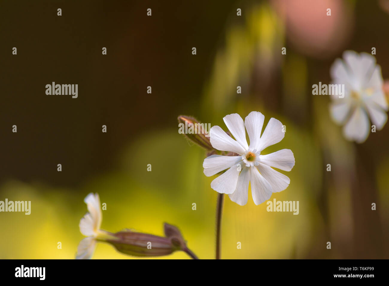 Bianco isolato piccolo fiore in un prato con sfondo bokeh di fondo Foto Stock