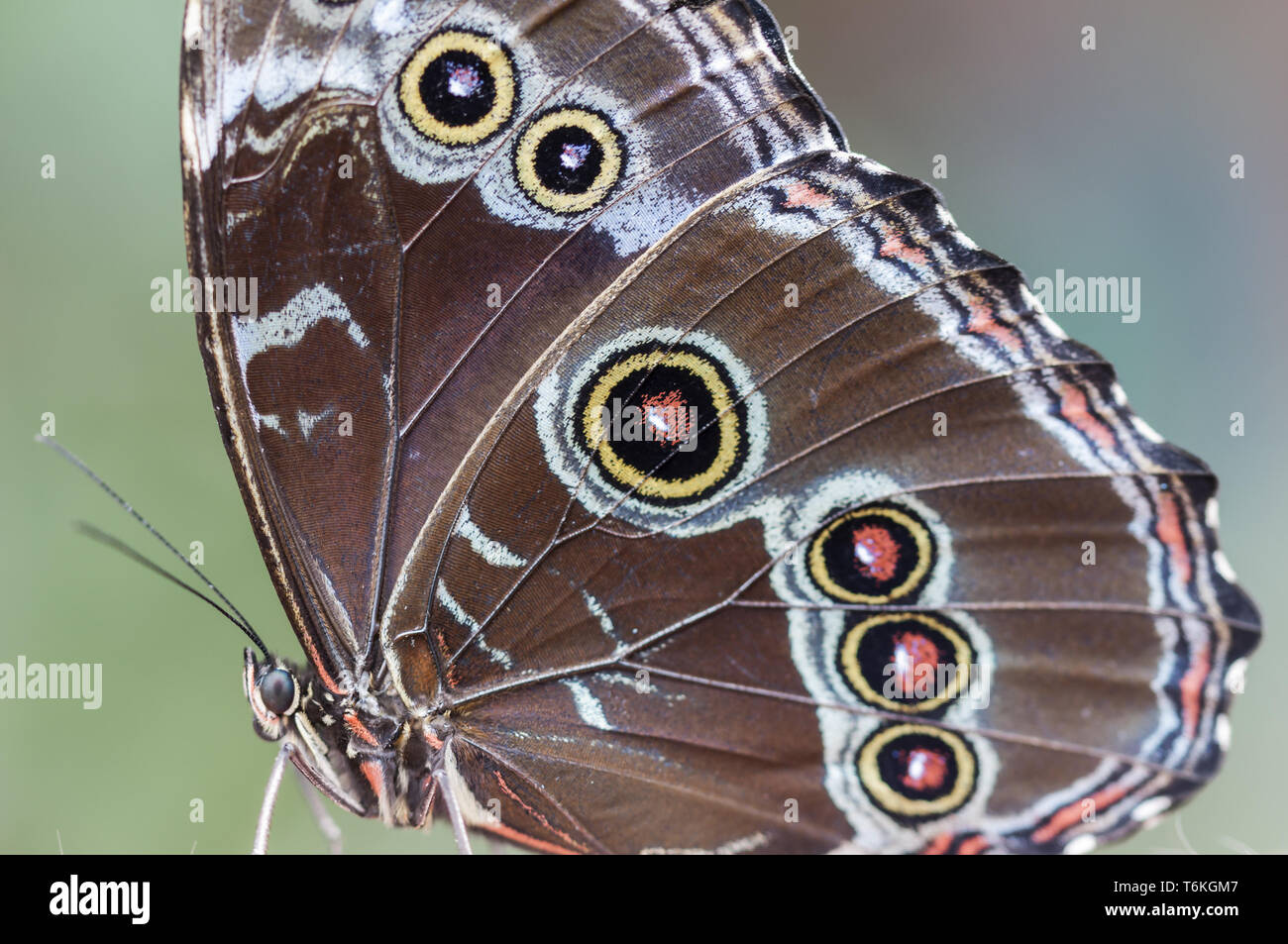 Blue Morpho, morfo granadensis seduto su una foglia. Foto Stock