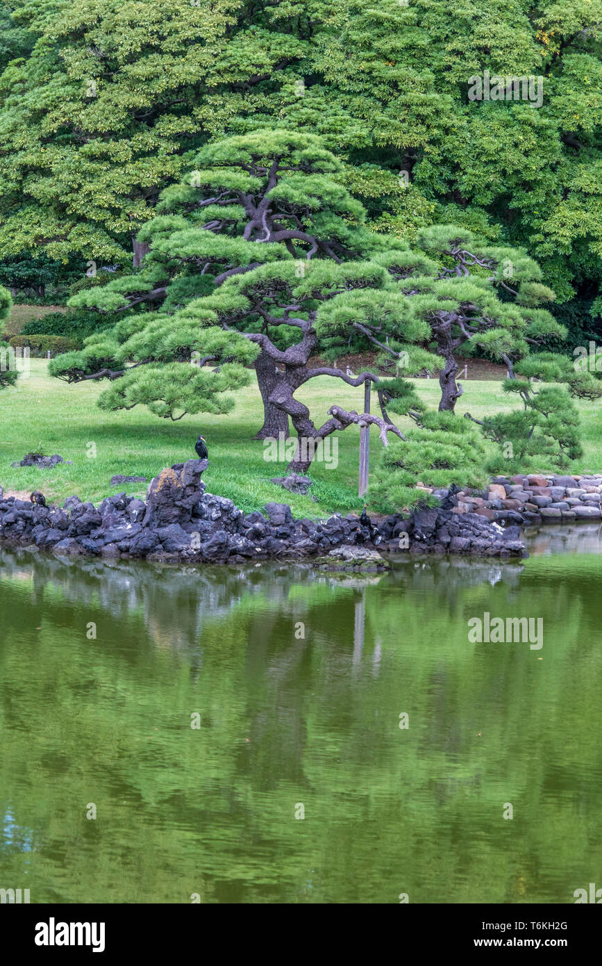 Vista panoramica di Hamarikyu Gardens in Tokyo. Giapponese vecchio pino riflessioni a Shioiri no ike stagno. Il solo rimanenti lago di marea in Tokyo. Refug Foto Stock