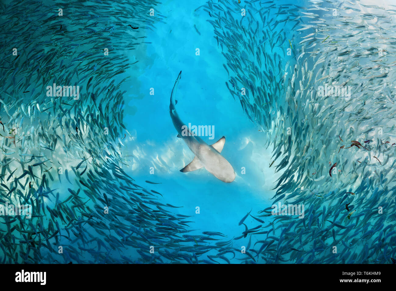 Lo squalo e piccoli pesci in mare Foto Stock